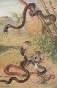 Rat-Snake and Cobras